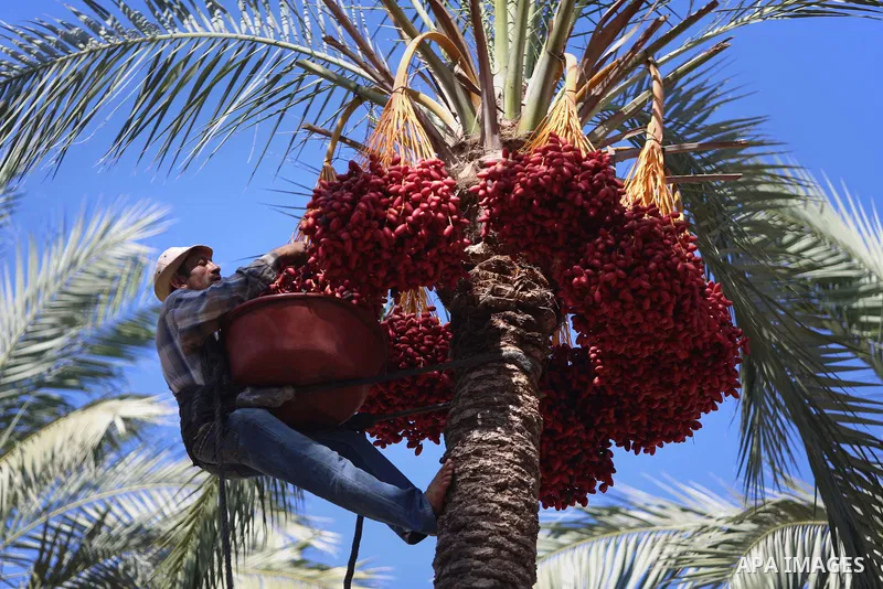 Palestinian farmers harvest dates from a palm tree in the central Gaza Strip on October 12, 2017. Photo by Atia Darwish