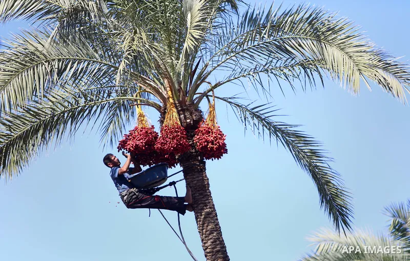 Palestinian farmers harvest dates from a palm tree in the central Gaza Strip on October 12, 2017. Photo by Atia Darwish