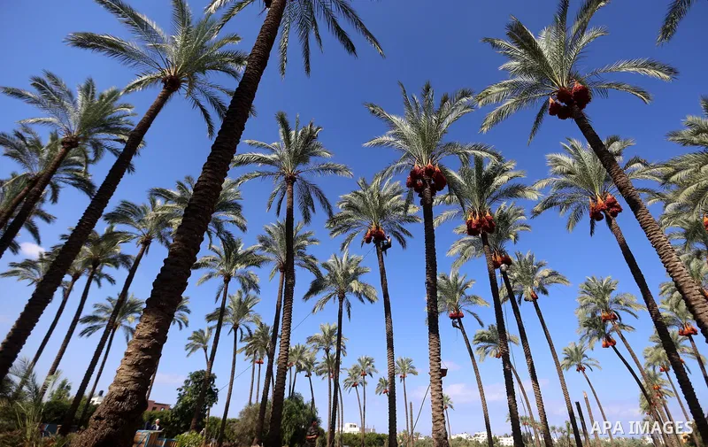 Palestinian farmers harvest dates from a palm tree in the central Gaza Strip on October 12, 2017. Photo by Atia Darwish