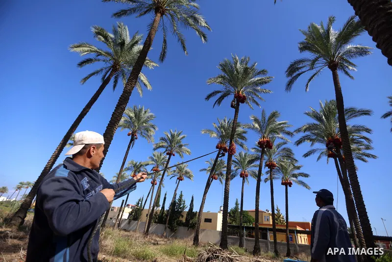 Palestinian farmers harvest dates from a palm tree in the central Gaza Strip on October 12, 2017. Photo by Atia Darwish