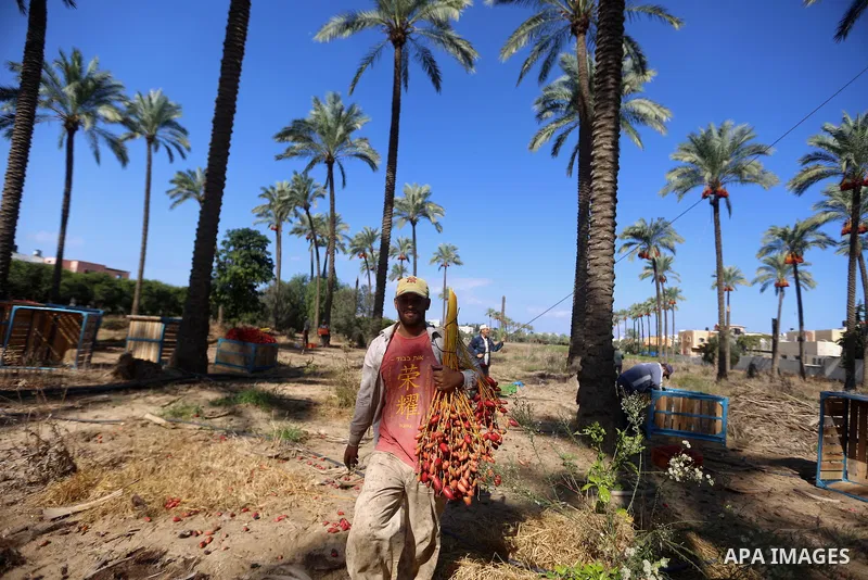Palestinian farmers harvest dates from a palm tree in the central Gaza Strip on October 12, 2017. Photo by Atia Darwish