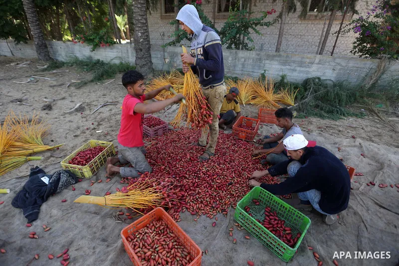 Palestinian farmers harvest dates from a palm tree in the central Gaza Strip on October 12, 2017. Photo by Atia Darwish