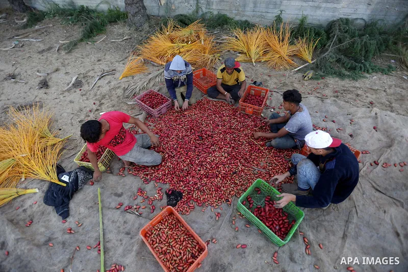 Palestinian farmers harvest dates from a palm tree in the central Gaza Strip on October 12, 2017. Photo by Atia Darwish