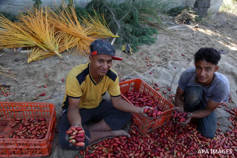 Palestinian farmers harvest dates from a palm tree in the central Gaza Strip on October 12, 2017. Photo by Atia Darwish