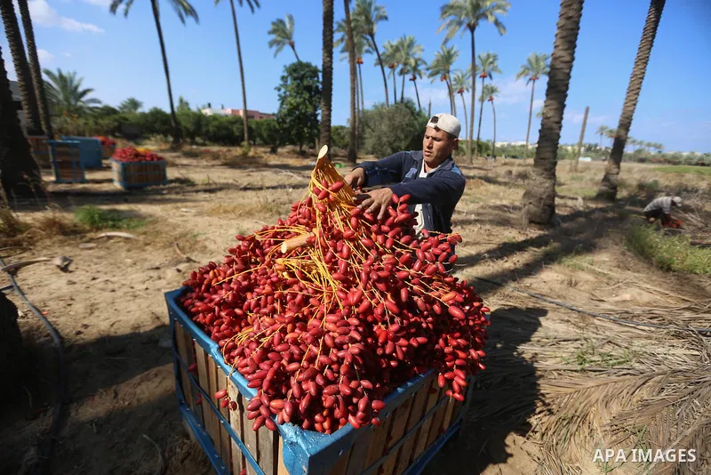 Palestinian farmers harvest dates from a palm tree in the central Gaza Strip on October 12, 2017. Photo by Atia Darwish