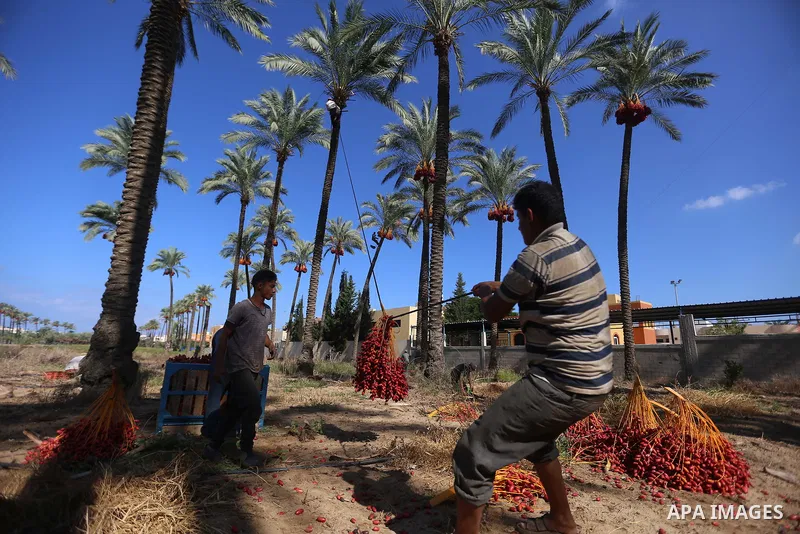 Palestinian farmers harvest dates from a palm tree in the central Gaza Strip on October 12, 2017. Photo by Atia Darwish