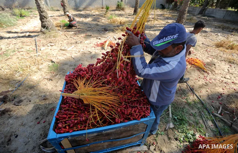 Palestinian farmers harvest dates from a palm tree in the central Gaza Strip on October 12, 2017. Photo by Atia Darwish