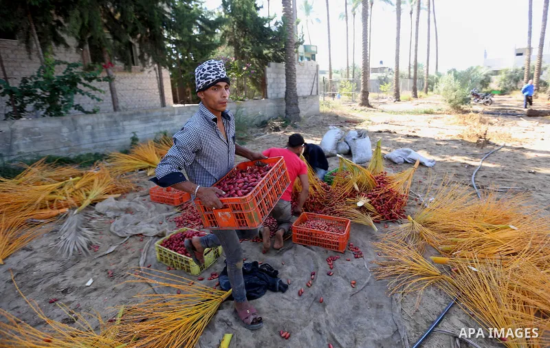 Palestinian farmers harvest dates from a palm tree in the central Gaza Strip on October 12, 2017. Photo by Atia Darwish