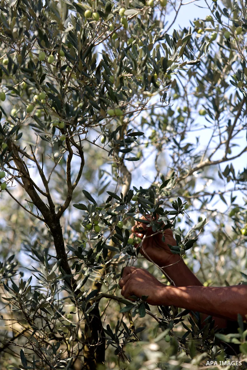 A Palestinian man picks olives during harvest season at a farm in the south of Gaza city, On October 16, 2017. Photo by Atia Darwish