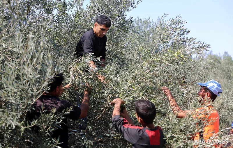 Palestinians pick olives during harvest season at a farm in the south of Gaza city, On October 16, 2017. Photo by Atia Darwish