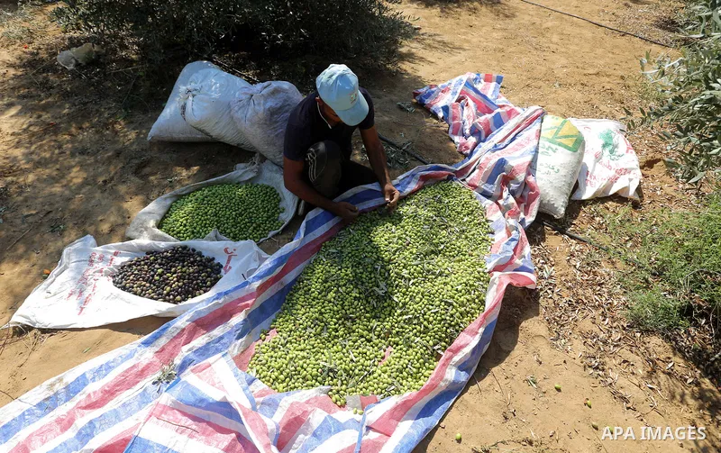 A Palestinian man picks olives during harvest season at a farm in the south of Gaza city, On October 16, 2017. Photo by Atia Darwish