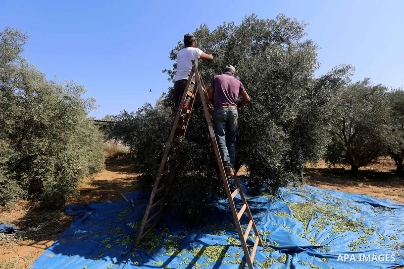 Palestinians pick olives during harvest season at a farm in the south of Gaza city, On October 16, 2017. Photo by Atia Darwish