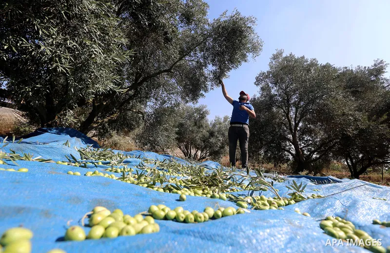 A Palestinian man picks olives during harvest season at a farm in the south of Gaza city, On October 16, 2017. Photo by Atia Darwish