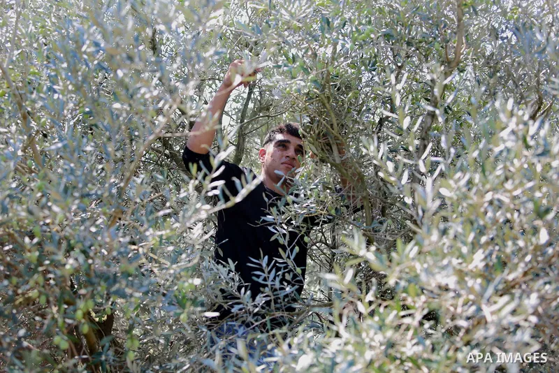 A Palestinian man picks olives during harvest season at a farm in the south of Gaza city, On October 16, 2017. Photo by Atia Darwish
