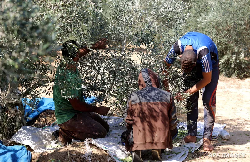 Palestinians pick olives during harvest season at a farm in the south of Gaza city, On October 16, 2017. Photo by Atia Darwish