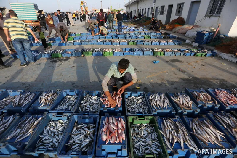 Palestinian fishermen display fish for sale in Gaza seaport, on October 19, 2017 after fishermen will be allowed by Israel to travel up to nine nautical miles. Israeli officials have announced they will temporarily expan...