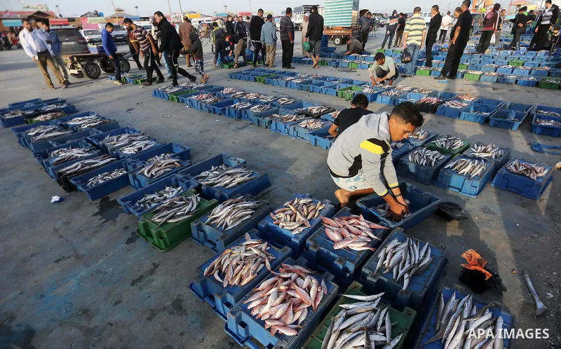Palestinian fishermen display fish for sale in Gaza seaport, on October 19, 2017 after fishermen will be allowed by Israel to travel up to nine nautical miles. Israeli officials have announced they will temporarily expan...