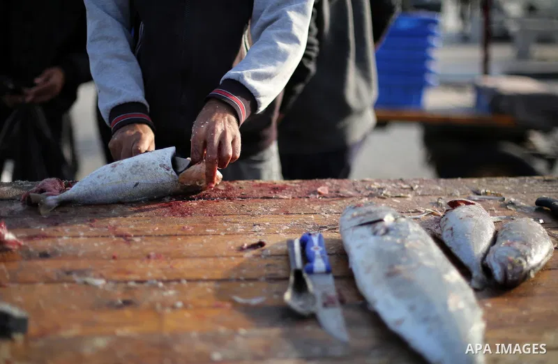 Palestinian fishermen prepare fish for sale in Gaza seaport, on October 19, 2017 after fishermen will be allowed by Israel to travel up to nine nautical miles. Israeli officials have announced they will temporarily expan...