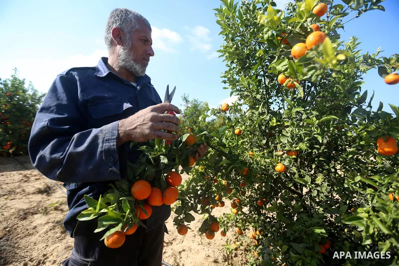 A Palestinian farmer harvests citrus fruits at a farm in Eastern of Gaza City on November 26, 2017. Photo by Atia Darwish