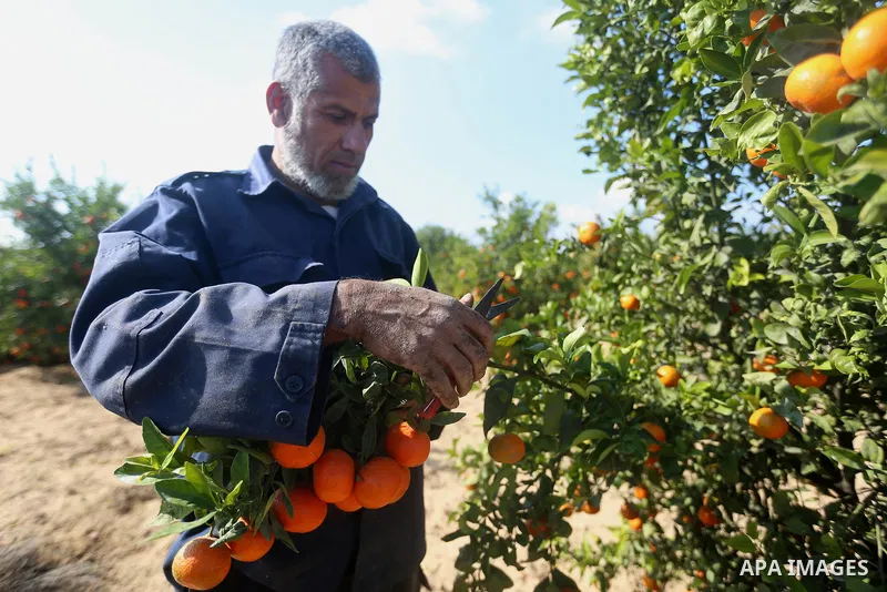 A Palestinian farmer harvests citrus fruits at a farm in Eastern of Gaza City on November 26, 2017. Photo by Atia Darwish