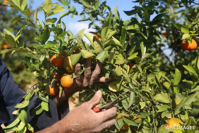 A Palestinian farmer harvests citrus fruits at a farm in Eastern of Gaza City on November 26, 2017. Photo by Atia Darwish