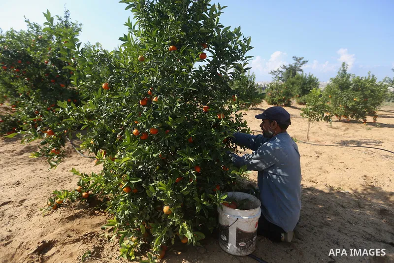 A Palestinian farmer harvests citrus fruits at a farm in Eastern of Gaza City on November 26, 2017. Photo by Atia Darwish
