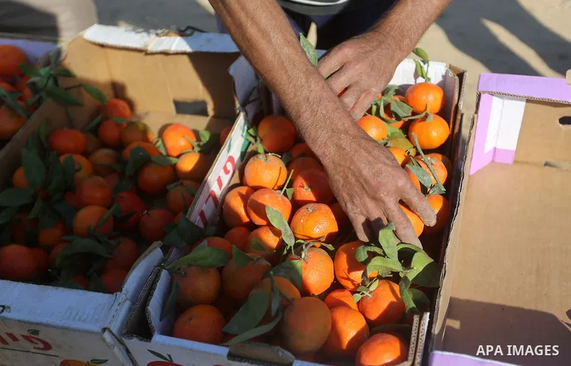 A Palestinian farmer harvests citrus fruits at a farm in Eastern of Gaza City on November 26, 2017. Photo by Atia Darwish