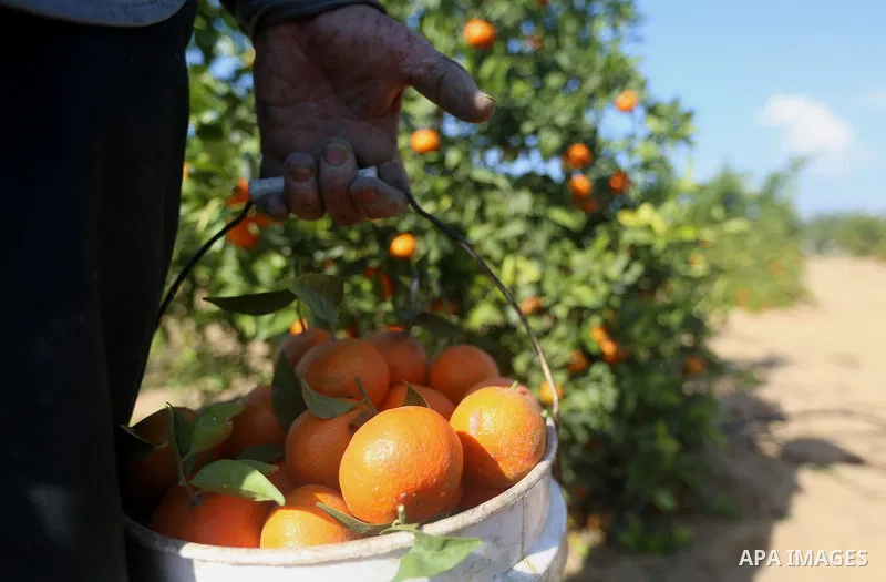 A Palestinian farmer harvests citrus fruits at a farm in Eastern of Gaza City on November 26, 2017. Photo by Atia Darwish