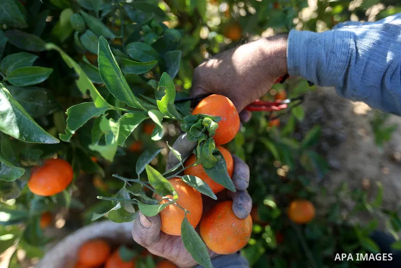 A Palestinian farmer harvests citrus fruits at a farm in Eastern of Gaza City on November 26, 2017. Photo by Atia Darwish