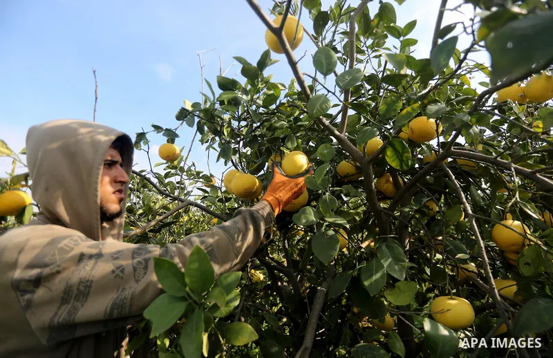 A Palestinian farmer harvests citrus fruits at a farm in the southern of Gaza city, on January 10, 2018. Photo by Mohammed Asad