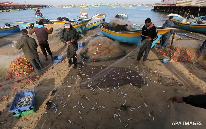 Palestinian fishermen collect fish from nets at Gaza seaport on January 21, 2018. Photo by Mohammed Asad