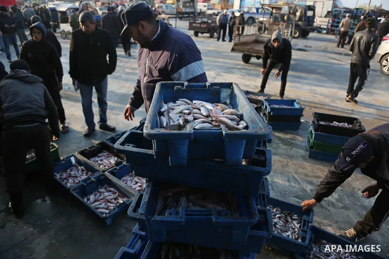 Palestinian fishermen collect fish from nets at Gaza seaport on January 25, 2018. Photo by Ashraf Amra
