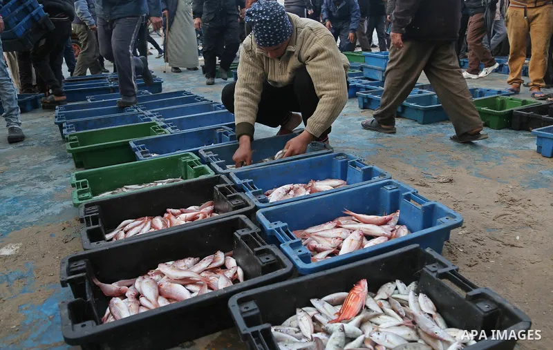 Palestinian fishermen collect fish from nets at Gaza seaport on January 25, 2018. Photo by Ashraf Amra