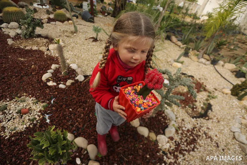 A Palestinian girl holds a tray of miniature cacti at the nursery in Jabalia in the northern Gaza Strip on January 25, 2018. Photo by Mohammed Asad