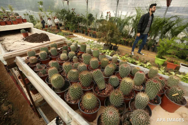 The miniature cacti are seen at the nursery in Jabalia in the northern Gaza Strip on January 25, 2018. Photo by Mohammed Asad
