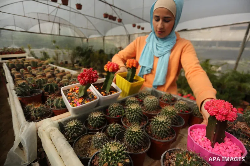 A Palestinian woman holds a tray of miniature cacti at the nursery in Jabalia in the northern Gaza Strip on January 25, 2018. Photo by Mohammed Asad
