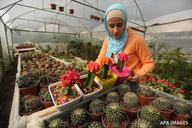 A Palestinian woman holds a tray of miniature cacti at the nursery in Jabalia in the northern Gaza Strip on January 25, 2018. Photo by Mohammed Asad