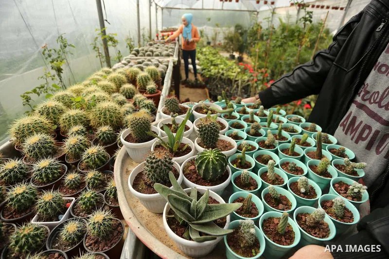 A Palestinian woman holds a tray of miniature cacti at the nursery in Jabalia in the northern Gaza Strip on January 25, 2018. Photo by Mohammed Asad