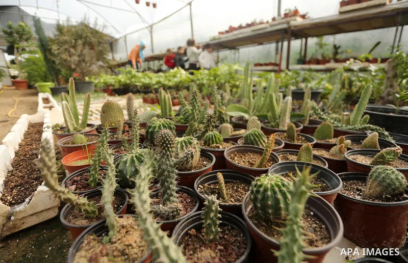 The miniature cacti are seen at the nursery in Jabalia in the northern Gaza Strip on January 25, 2018. Photo by Mohammed Asad