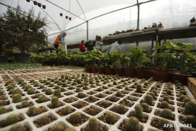 The miniature cacti are seen at the nursery in Jabalia in the northern Gaza Strip on January 25, 2018. Photo by Mohammed Asad