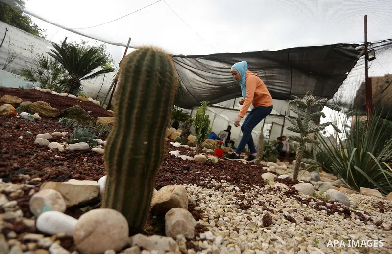 A Palestinian woman holds a tray of miniature cacti at the nursery in Jabalia in the northern Gaza Strip on January 25, 2018. Photo by Mohammed Asad