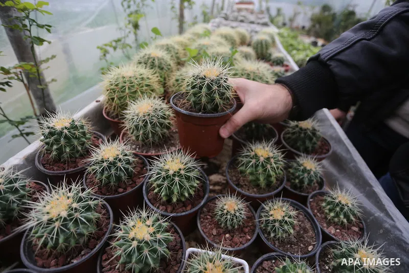 A Palestinian man holds a tray of miniature cacti at the nursery in Jabalia in the northern Gaza Strip on January 25, 2018. Photo by Mohammed Asad
