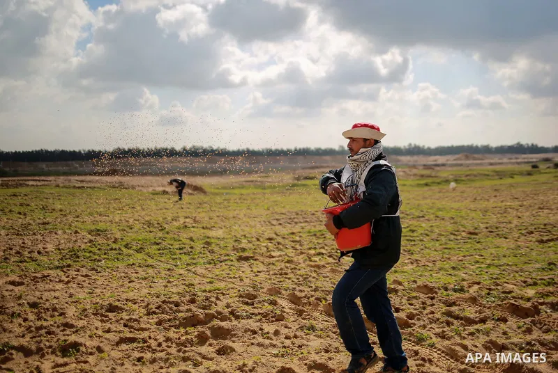 A Palestinian farmer, who his farm near the Israeli border, throws wheat seeds during a tour by the International Committee of the Red Cross (ICRC), near the border with Israel, in Rafah in the southern Gaza Strip Januar...