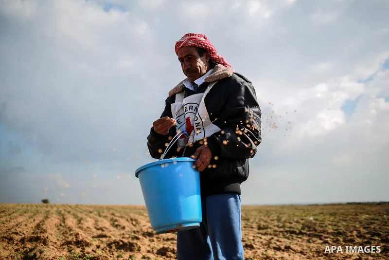 A Palestinian farmer, who his farm near the Israeli border, throws wheat seeds during a tour by the International Committee of the Red Cross (ICRC), near the border with Israel, in Rafah in the southern Gaza Strip Januar...
