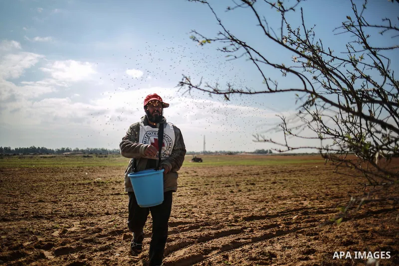 A Palestinian farmer, who his farm near the Israeli border, throws wheat seeds during a tour by the International Committee of the Red Cross (ICRC), near the border with Israel, in Rafah in the southern Gaza Strip Januar...
