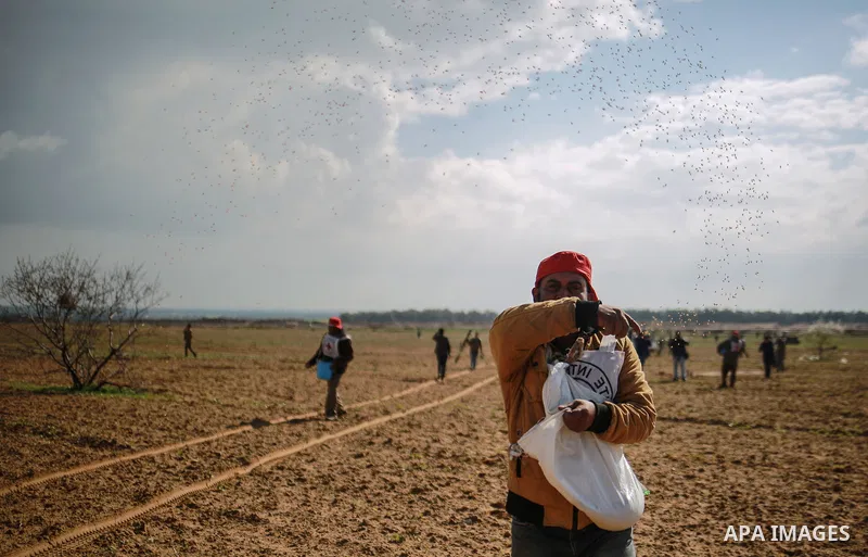 Palestinian farmers, who thier farms near the Israeli border, throw wheat seeds during a tour by the International Committee of the Red Cross (ICRC), near the border with Israel, in Rafah in the southern Gaza Strip Janua...