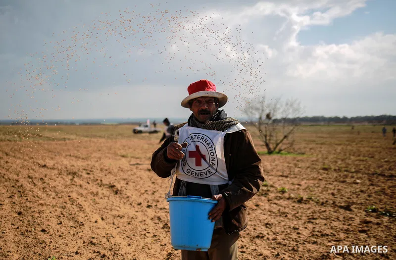 A Palestinian farmer, who his farm near the Israeli border, throws wheat seeds during a tour by the International Committee of the Red Cross (ICRC), near the border with Israel, in Rafah in the southern Gaza Strip Januar...