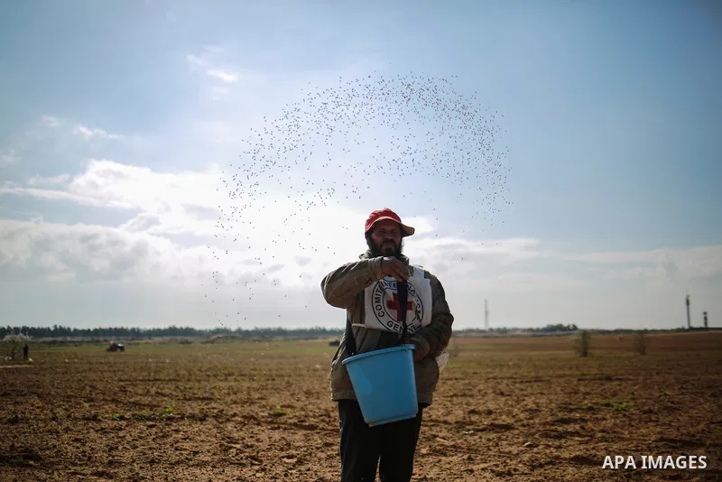 A Palestinian farmer, who his farm near the Israeli border, throws wheat seeds during a tour by the International Committee of the Red Cross (ICRC), near the border with Israel, in Rafah in the southern Gaza Strip Januar...