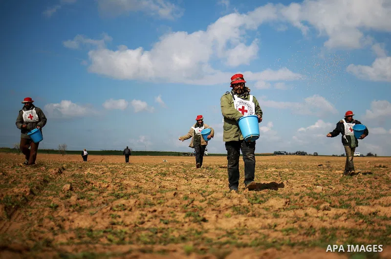 Palestinian farmers, who thier farms near the Israeli border, throw wheat seeds during a tour by the International Committee of the Red Cross (ICRC), near the border with Israel, in Rafah in the southern Gaza Strip Janua...