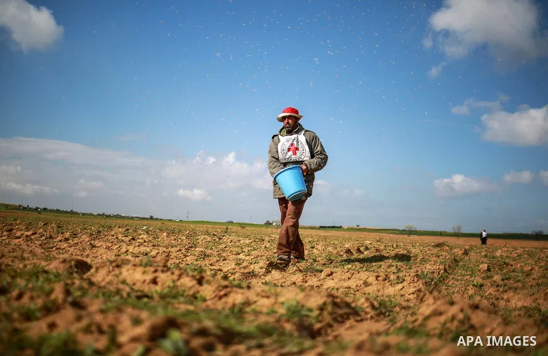A Palestinian farmer, who his farm near the Israeli border, throws wheat seeds during a tour by the International Committee of the Red Cross (ICRC), near the border with Israel, in Rafah in the southern Gaza Strip Januar...